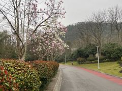 -桃花岭景区