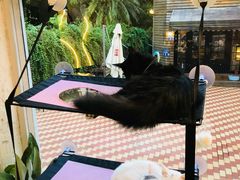 -有猫主题·治愈系猫咖(曾厝垵店)