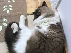 -猫在这儿猫咪咖啡馆·撸猫馆