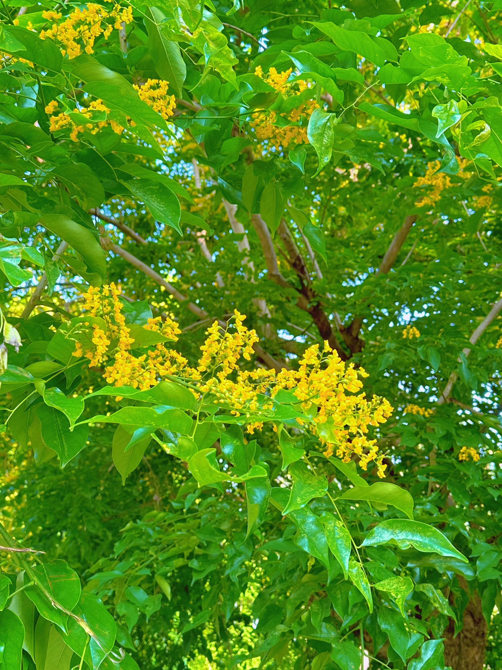 又见紫檀花开