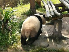 -都江堰中华大熊猫苑