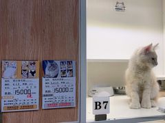 -十年猫舍·猫咪专门店(普陀店)
