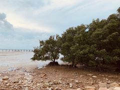 -宝安西湾红树林湿地公园