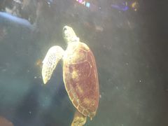 -太奥幻太奇海洋馆