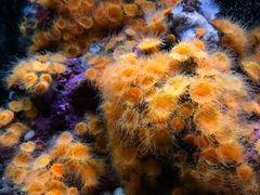 -西雅图水族馆