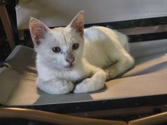 -山野的朋友露营炭火烤肉