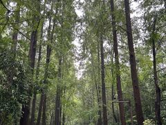 -东平国家森林公园