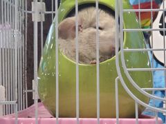 -龟与熊猫宠物公园(南坪店)