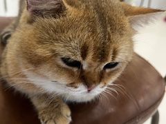 -共舞时光猫咖·狗咖(新街口店)