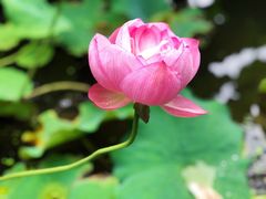 -陈家山荷花公园