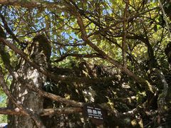 -山王坪喀斯特国家生态公园