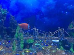 -芜湖新华联大白鲸海洋公园