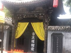 -大槐树寻根祭祖园