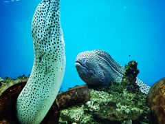 -御唐府海珊瑚主题餐厅