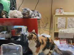 -猫色咖啡·猫咖