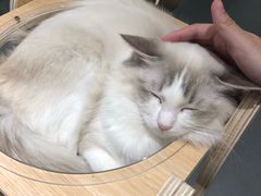 -飞行喵MR PILOT|猫舍·猫咖(静安大融城店)