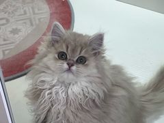 -青奢宠物·青奢猫舍