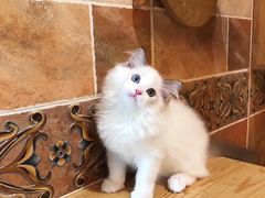 -Bastet sally猫舍购宠(静安店)
