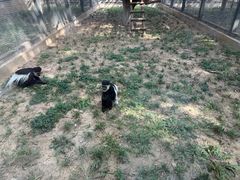 -石家庄市动物园