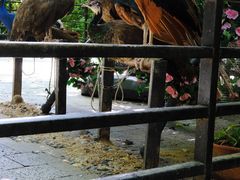 -亚龙湾热带天堂森林公园