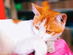 -莞翟蔴茶王(东莞记忆店)