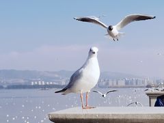 -海埂大坝