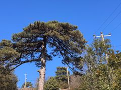 -天目山大树王景区