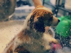 -PETKIT小佩宠物(昭化店)