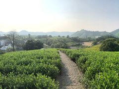 -帐篷客·溪龙茶谷度假酒店