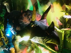 -恐龙探索乐园(磁器口店)