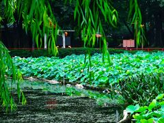 -荔湾湖公园