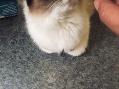 -猫色咖啡·猫咖