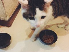 -春草居酒屋·晴子の店