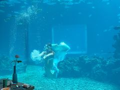 -海棠湾洲际-涛·海底餐厅·美人鱼·自助餐·海底隧道