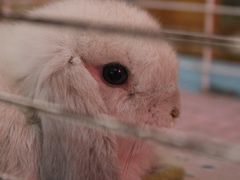 -宠物兔专门店(天丰利市场店)