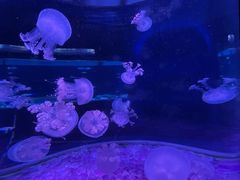 -欢乐海岸海洋奇梦馆