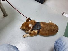 -瑞派雷欧宠物医院·中兽医·眼科·急重症转诊中心(黄台店)