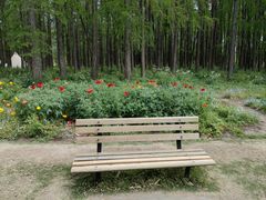 -上海共青森林公园