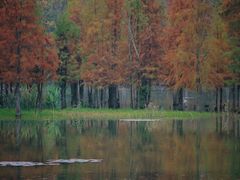 -白鹭湾湿地公园