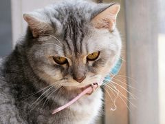 -猫儿山۰猫主题餐厅