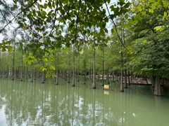 -泗洪洪泽湖湿地景区