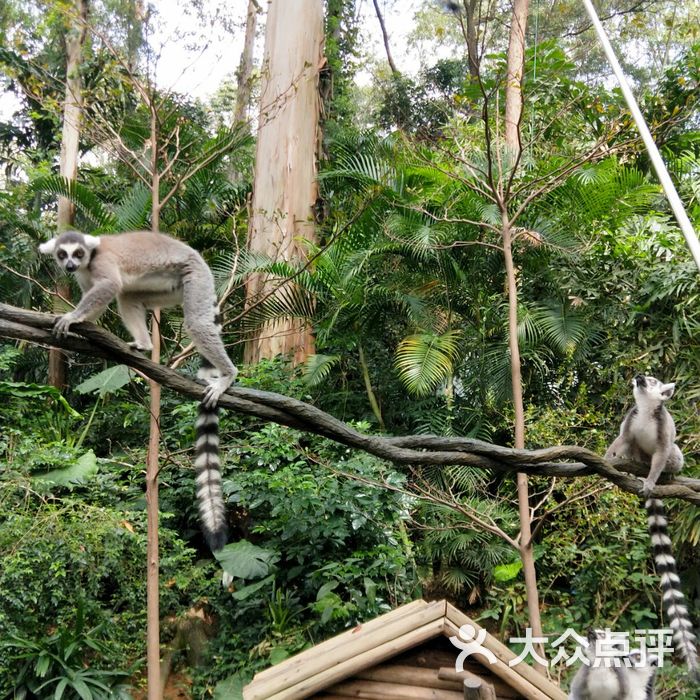 廣州長隆野生動物世界圖片-北京動物園-大眾點評網