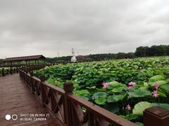 -荷塘月色湿地公园·向阳花洲