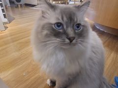 -滚猫咖啡·猫咖·猫友好撸猫(未来城店)