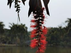 -金花茶公园