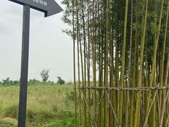 景点-成都大熊猫繁育研究基地