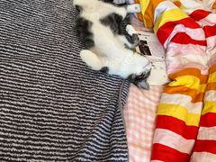 -lincat·猫舍(广州店)