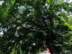 -苏州文庙(姑苏区)