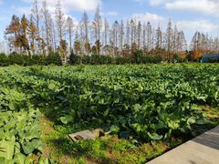 -前小桔亲子创意农场·草莓采摘·露营烧烤