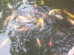 -鲜得来排骨年糕(豫园店)